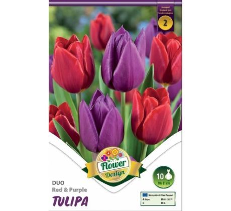 Tulipa Triumph - Red & Purple