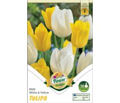 Tulipa Triumph - White & Yellow