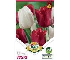 Tulipa Triumph -  Red & White
