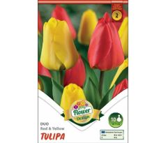 Tulipa - Duo Red &Yellow