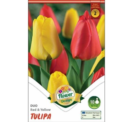Tulipa - Duo Red &Yellow