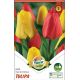 Tulipa - Duo Red &Yellow