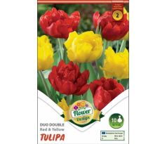 Tulipa Double Early - Red & Yellow