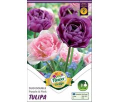 Tulipa Double late - Duo Purple & Pink