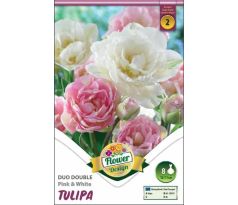 Tulipa Double late - Duo Pink & White
