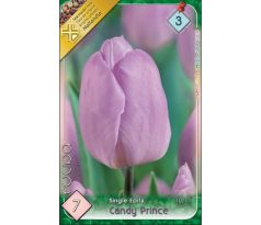 Tulipa - Candy Prince
