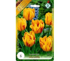 Tulipa Double Early - Monsella