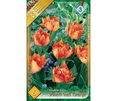 Tulipa Double Early - Willem van Oranje