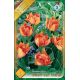 Tulipa Double Early - Willem van Oranje