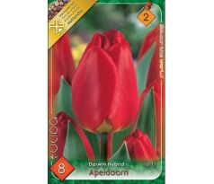 Tulipa Darwin Hybrid - Apeldoorn