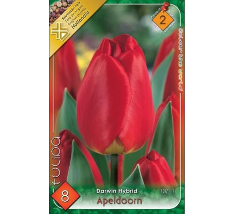 Tulipa Darwin Hybrid - Apeldoorn