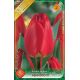 Tulipa Darwin Hybrid - Apeldoorn