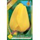 Tulipa Darwin Hybrid - Golden Apeldoorn