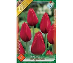 Tulipa Single Late - Kingsblood