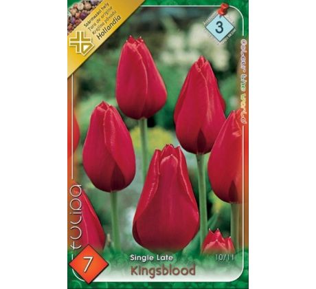 Tulipa Single Late - Kingsblood