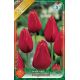 Tulipa Single Late - Kingsblood