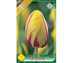 Tulipa Single Late - La Courtine
