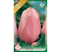 Tulipa Single Late - Menton