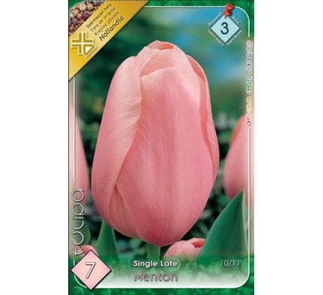 Tulipa Single Late - Menton