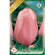 Tulipa Single Late - Menton