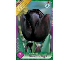 Tulipa Single Late - Queen of Night
