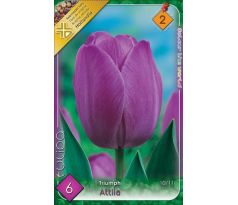 Tulipa - Attila