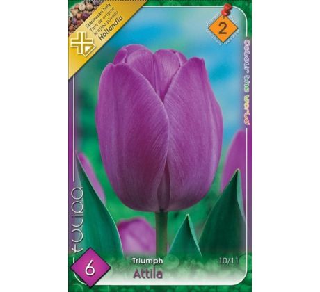 Tulipa - Attila