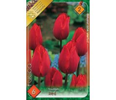 Tulipa Triumph - RED