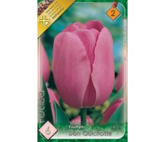 Tulipa Triumph - Don Quichotte