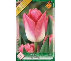 Tulipa Triumph - Dynasty