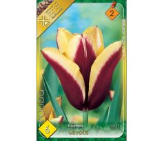 Tulipa Triumph - Gavota