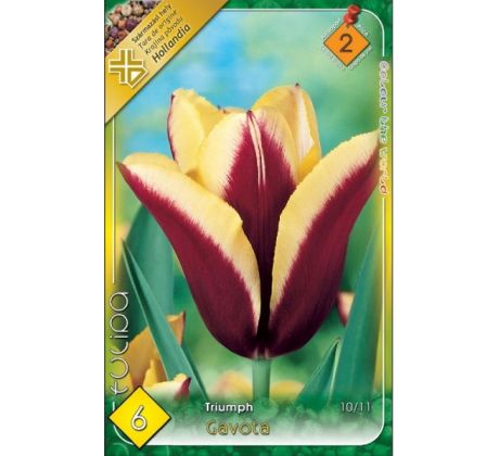 Tulipa Triumph - Gavota