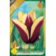 Tulipa Triumph - Gavota