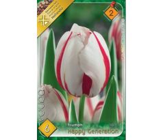 Tulipa Triumph - Happy Generation