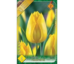 Tulipa Triumph -  Yokohama