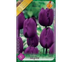 Tulipa Triumph -  Negrita