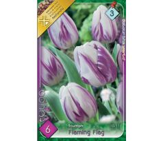 Tulipa - Flaming Flag