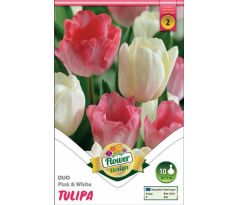 Tulipa - Duo Pink & White