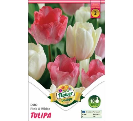 Tulipa - Duo Pink & White