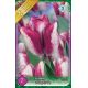 Tulipa - Hotpants