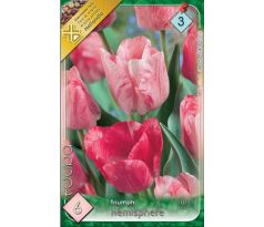 Tulipa Triumph - Hemisphere