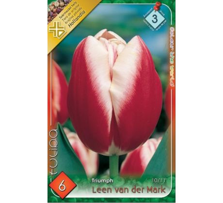Tulipa Triumph -  Leen van der Mark