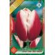 Tulipa Triumph -  Leen van der Mark