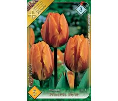 Tulipa Triumph -  Princess Irene