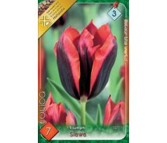Tulipa - Slawa
