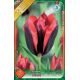 Tulipa - Slawa