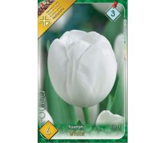 Tulipa Triumph -  White