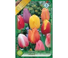 Tulipa Triumph -  mixed