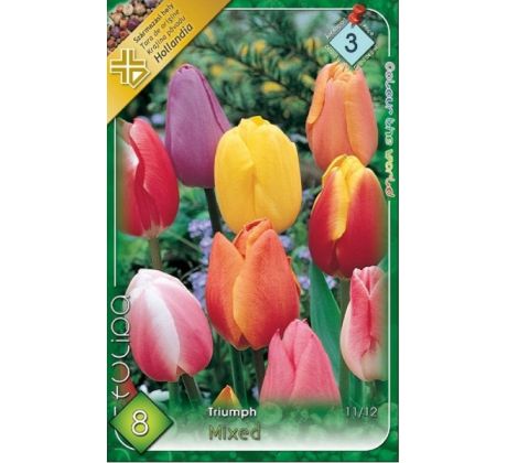 Tulipa Triumph -  mixed