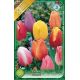 Tulipa Triumph -  mixed